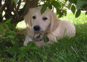 zlaty-retrivr-pod-stromem.jpg